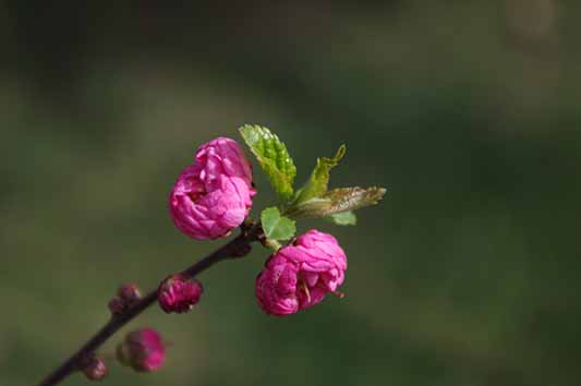 家居装饰品-百合花的美好寓意